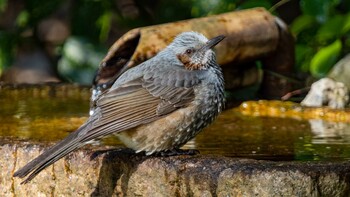 Brown-eared Bulbul 京都市 Mon, 2/28/2022