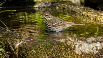 Olive-backed Pipit 京都市 Mon, 2/28/2022