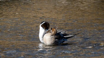 Northern Pintail 京都市 Mon, 2/28/2022