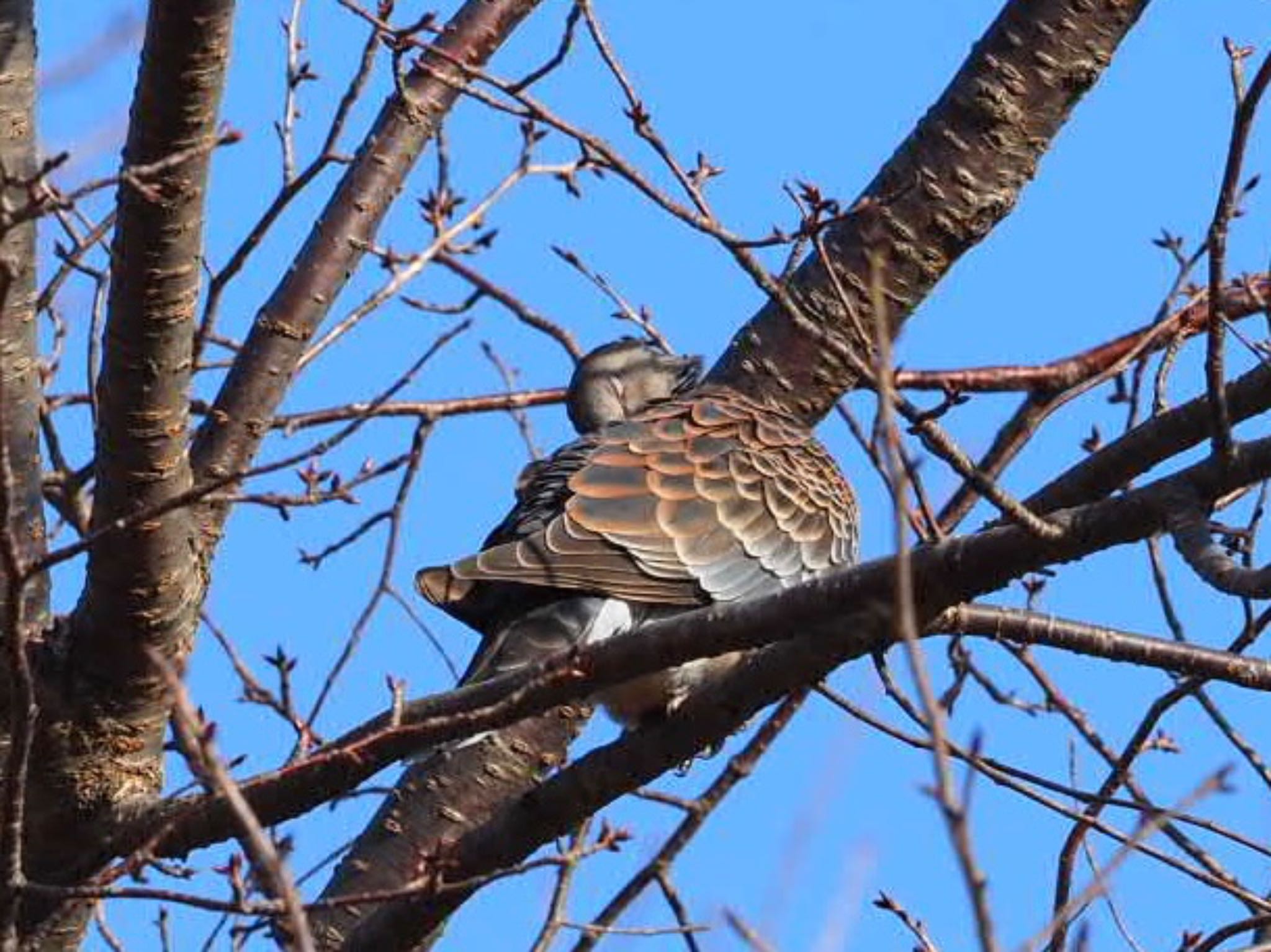 Oriental Turtle Dove