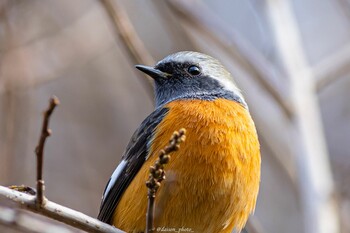 2022年2月28日(月) 薬師池公園の野鳥観察記録