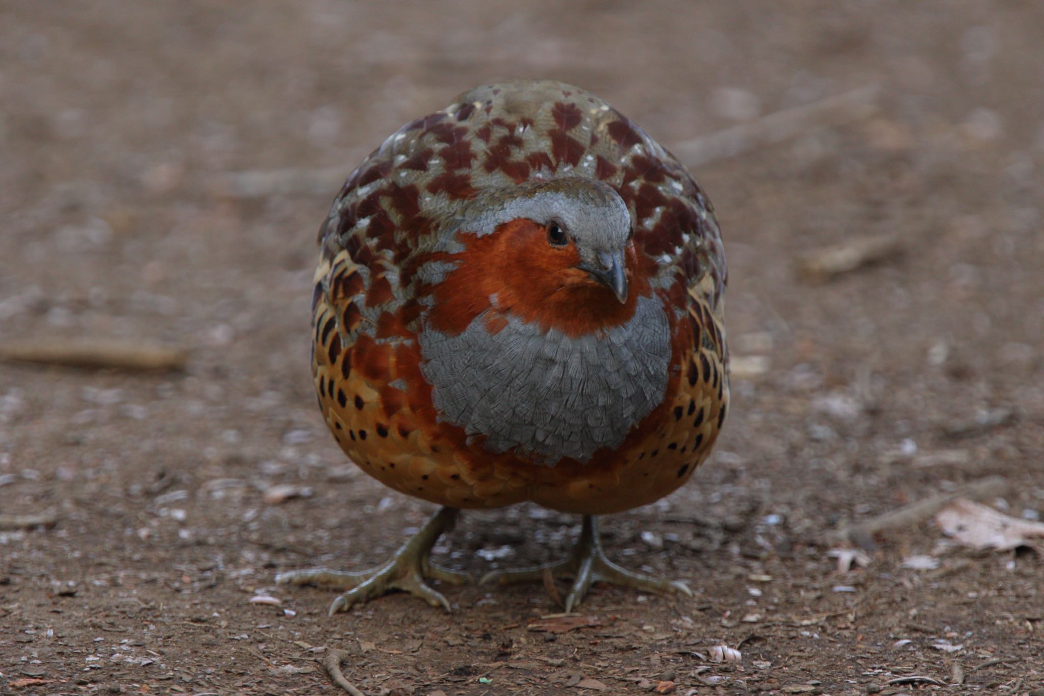 こども自然公園 (大池公園/横浜市) コジュケイの写真 by こぐまごろう