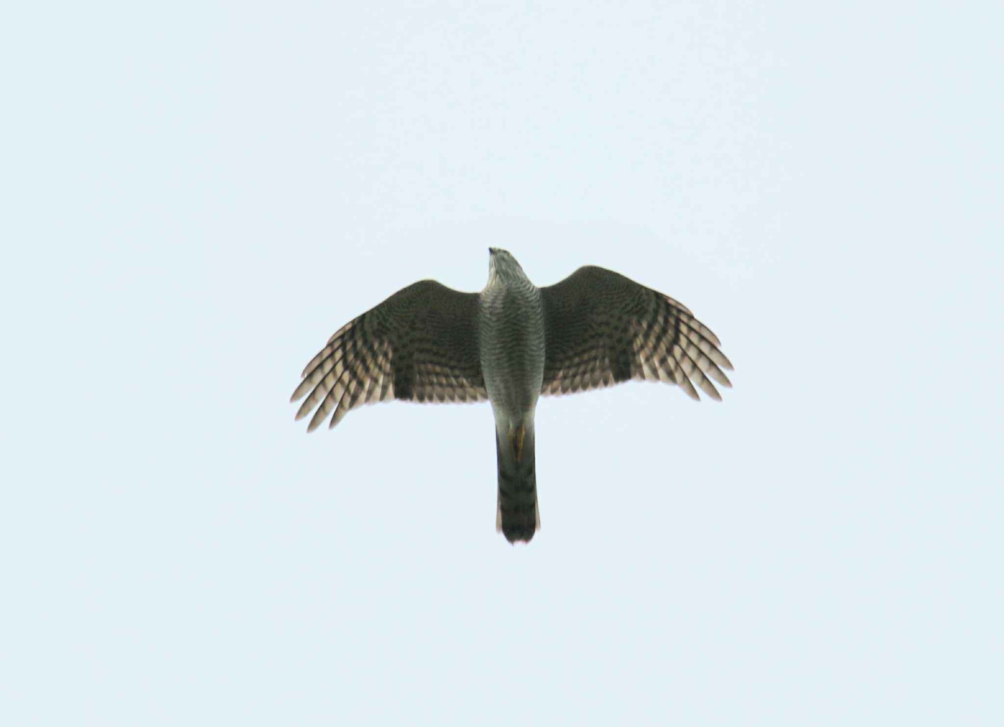 Photo of Eurasian Sparrowhawk at 室蘭 by はやぶさくん