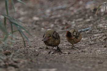 Chinese Bamboo Partridge Kodomo Shizen Park Fri, 3/4/2022