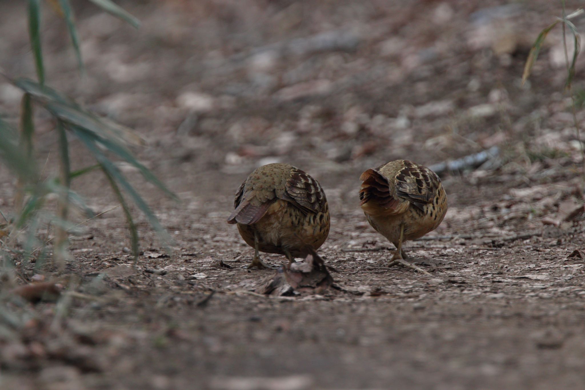 Photo of Chinese Bamboo Partridge at Kodomo Shizen Park by こぐまごろう