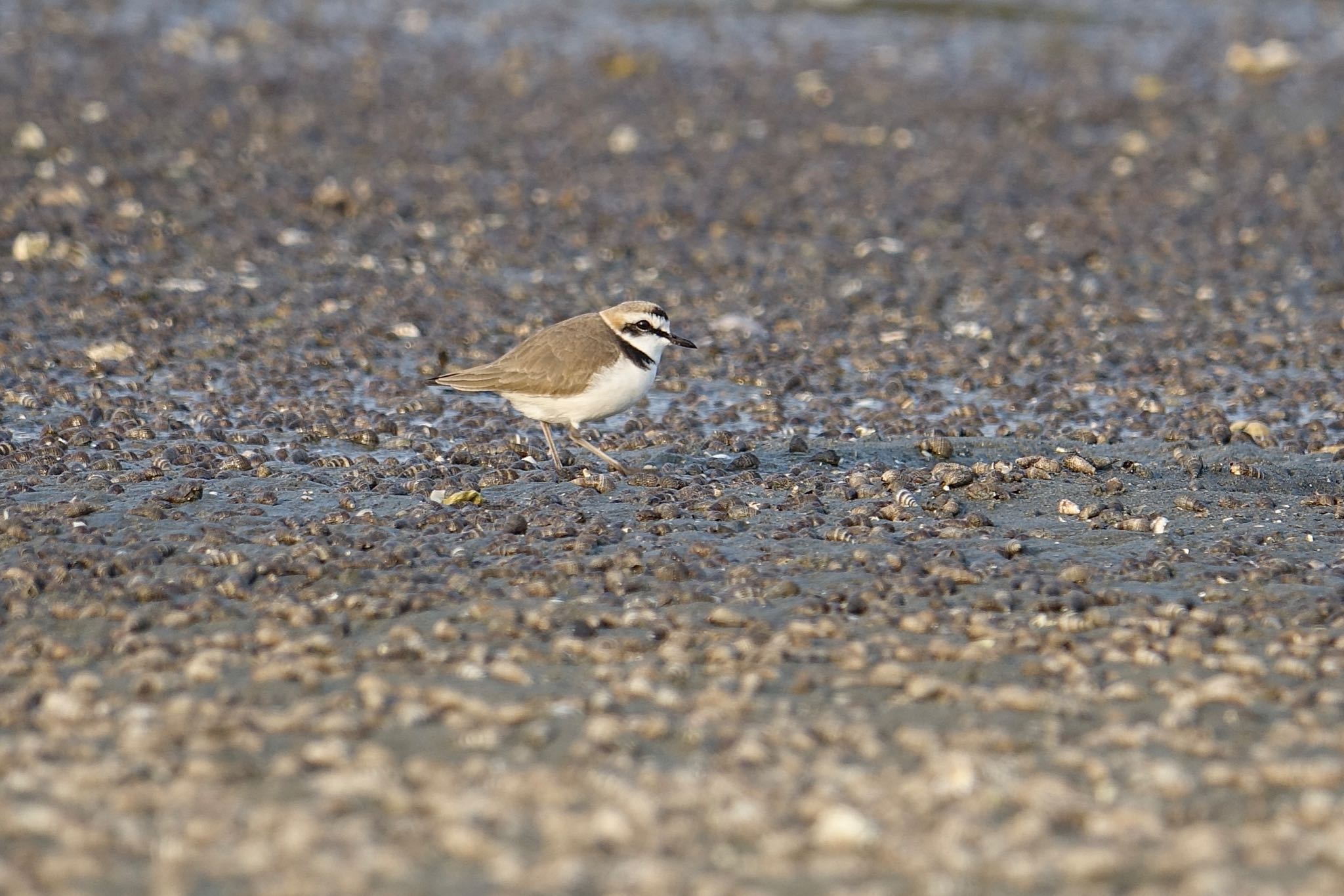 Photo of Kentish Plover at 和白干潟 by O S