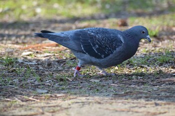 カワラバト 久宝寺緑地公園 2022年2月27日(日)