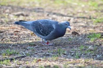 カワラバト 久宝寺緑地公園 2022年2月27日(日)