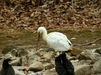 Eurasian Spoonbill 昆陽池 Fri, 3/4/2022