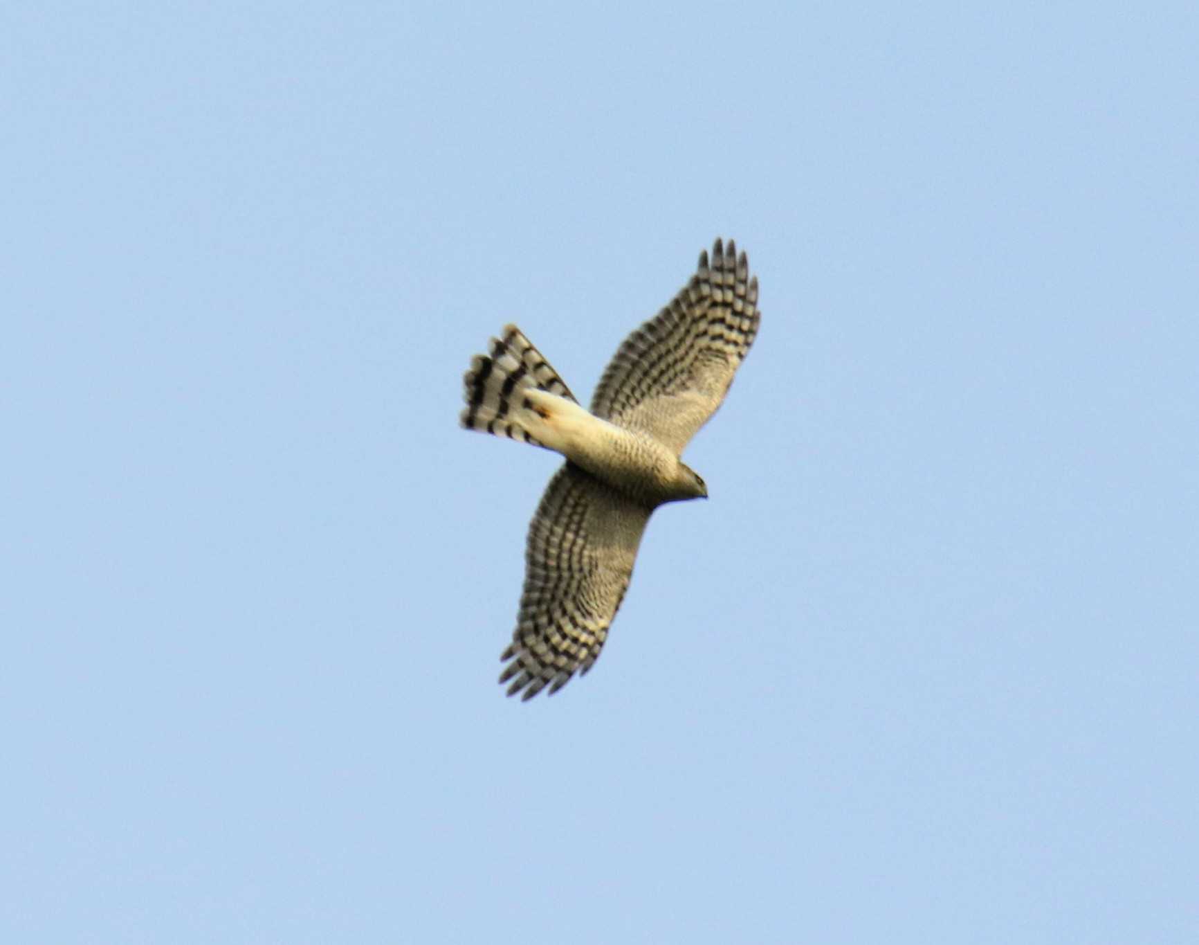 Eurasian Sparrowhawk