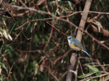 2022年3月4日(金) 浅川の野鳥観察記録