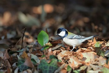 シジュウカラ 東高根森林公園 2022年3月2日(水)