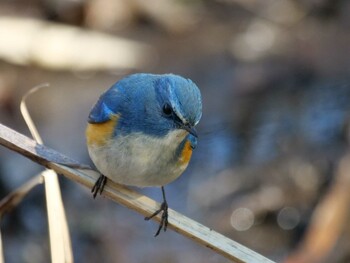 Red-flanked Bluetail 埼玉県 Thu, 2/24/2022