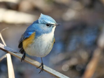 Red-flanked Bluetail 埼玉県 Thu, 2/24/2022