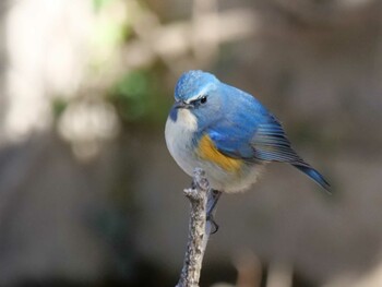 Red-flanked Bluetail 埼玉県 Thu, 2/24/2022