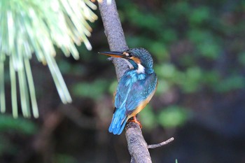 カワセミ 場所が不明 2017年10月10日(火)