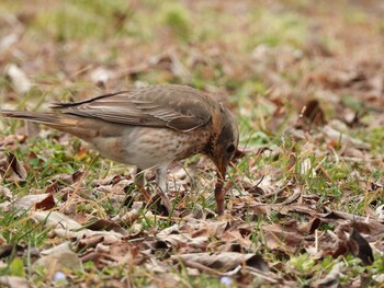 Naumann's Thrush 京都府立植物園 Fri, 3/4/2022