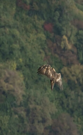 Golden Eagle 滋賀県 Mon, 8/9/2021