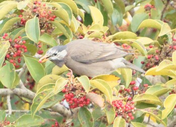 White-cheeked Starling 河内長野市寺ヶ池公園 Fri, 3/4/2022