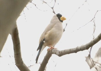 Japanese Grosbeak 河内長野市寺ヶ池公園 Fri, 3/4/2022