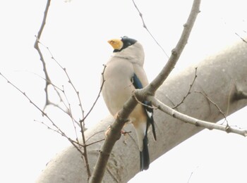 Japanese Grosbeak 河内長野市寺ヶ池公園 Fri, 3/4/2022