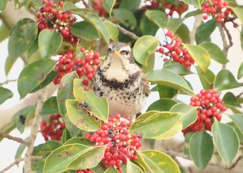 Dusky Thrush 河内長野市寺ヶ池公園 Fri, 3/4/2022