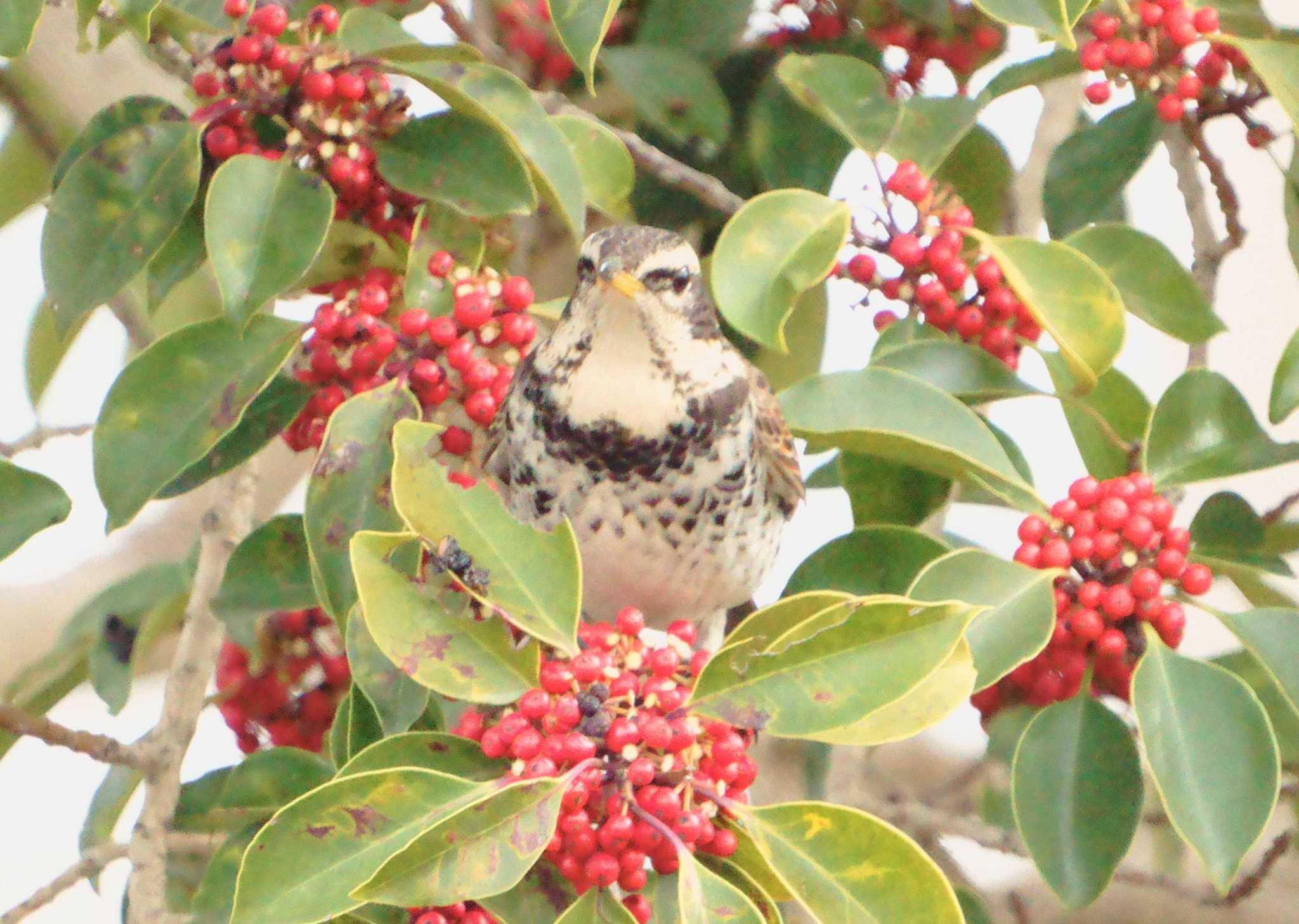 Photo of Dusky Thrush at 河内長野市寺ヶ池公園 by 長和夫