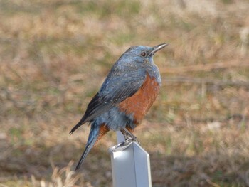 Blue Rock Thrush 湖山池(鳥取市) Sun, 2/28/2021