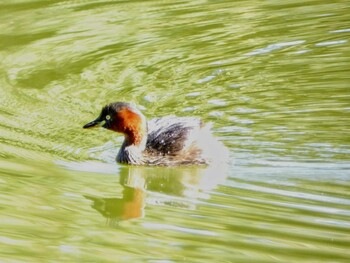 Little Grebe Showa Kinen Park Sat, 10/30/2021