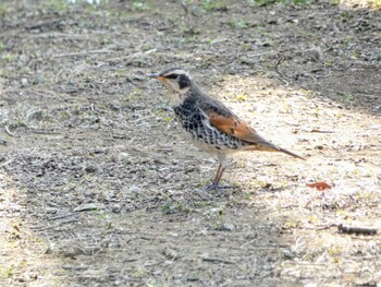 ツグミ 飛鳥山公園 2021年2月13日(土)