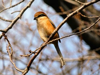 Bull-headed Shrike 飛鳥山公園 Sun, 12/13/2020