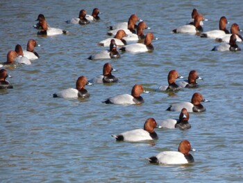 ヒドリガモ 都立浮間公園 2022年2月27日(日)