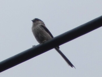 Long-tailed Tit 宝来公園 Wed, 5/5/2021