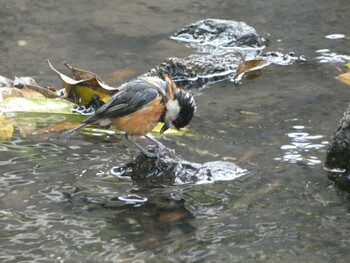 Varied Tit 四季の森公園(横浜市緑区) Sat, 5/29/2021