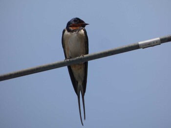 Barn Swallow 白金台どんぐり児童遊園 Sun, 4/25/2021