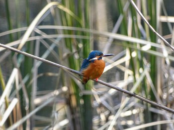 Common Kingfisher 国立科学博物館附属自然教育園 (港区, 東京) Sat, 12/26/2020