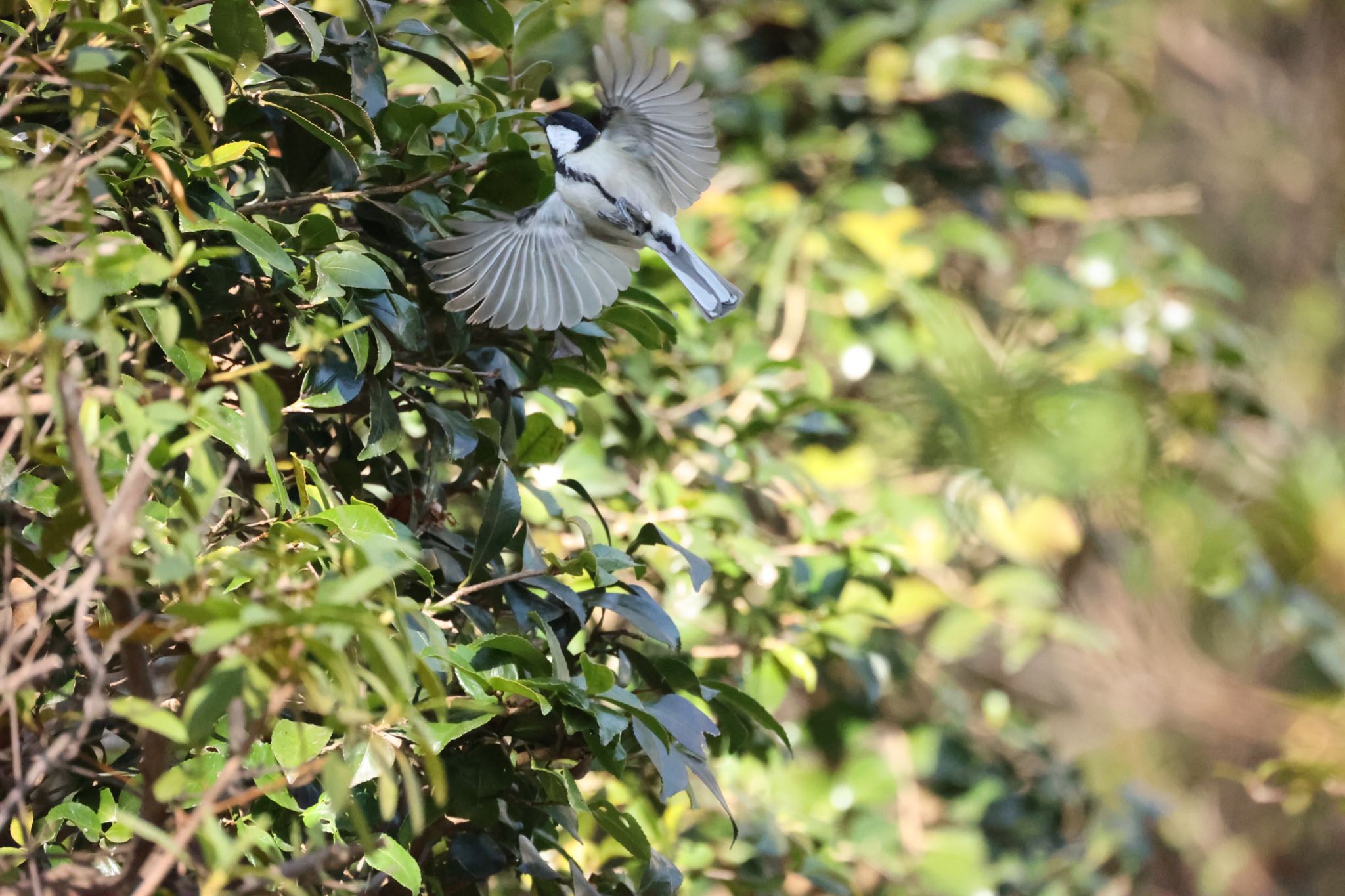 Photo of Japanese Tit at 川崎市 by Naosuke