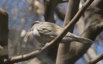 シラコバト 大宮小動物園 2022年3月5日(土)