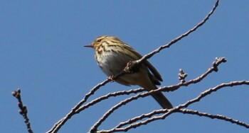 ビンズイ 大宮公園 2022年3月5日(土)