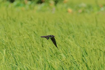 リュウキュウツバメ 金武町(沖縄県) 2017年10月7日(土)