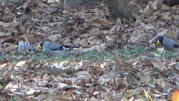 Japanese Grosbeak 五十鈴公園 Wed, 2/23/2022