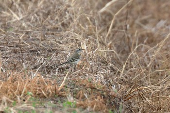 ツメナガセキレイ 金武町(沖縄県) 2017年10月7日(土)