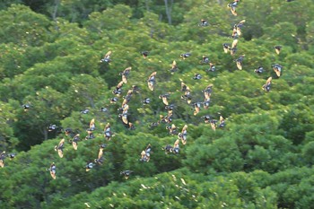 カラムクドリ 漫湖水鳥・湿地センター 2017年10月7日(土)