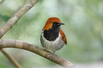 ホントウアカヒゲ やんばるの森 2017年10月9日(月)