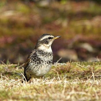 2022年3月4日(金) ロクハ公園(滋賀県草津市)の野鳥観察記録