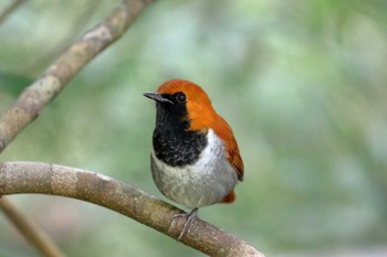 Okinawa Robin やんばるの森 Mon, 10/9/2017