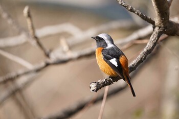 2022年3月3日(木) ふれあい松戸川の野鳥観察記録