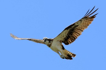 Osprey 漫湖公園 Tue, 10/10/2017