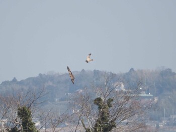 Hen Harrier Unknown Spots Sat, 3/5/2022