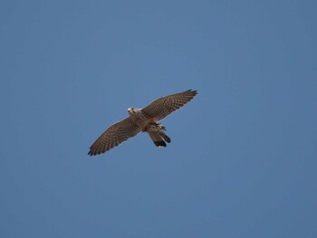 Common Kestrel Unknown Spots Sat, 3/5/2022